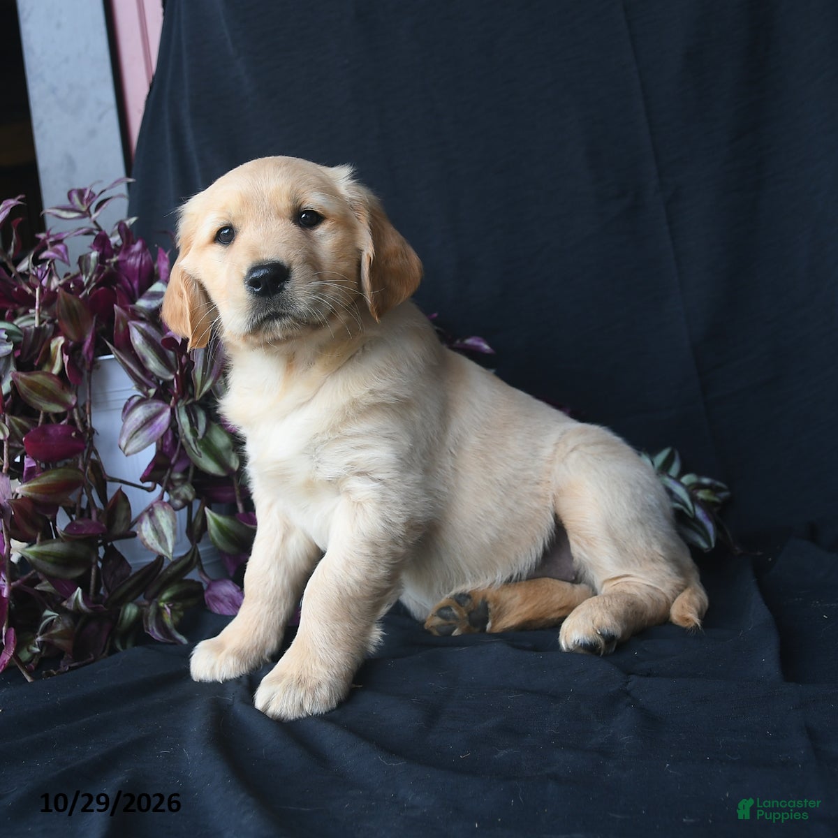 Golden Retriever dogs for sale: Saffron  - Ad 2