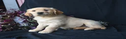 Golden Retriever dogs for sale: Saffron  - Ad 2