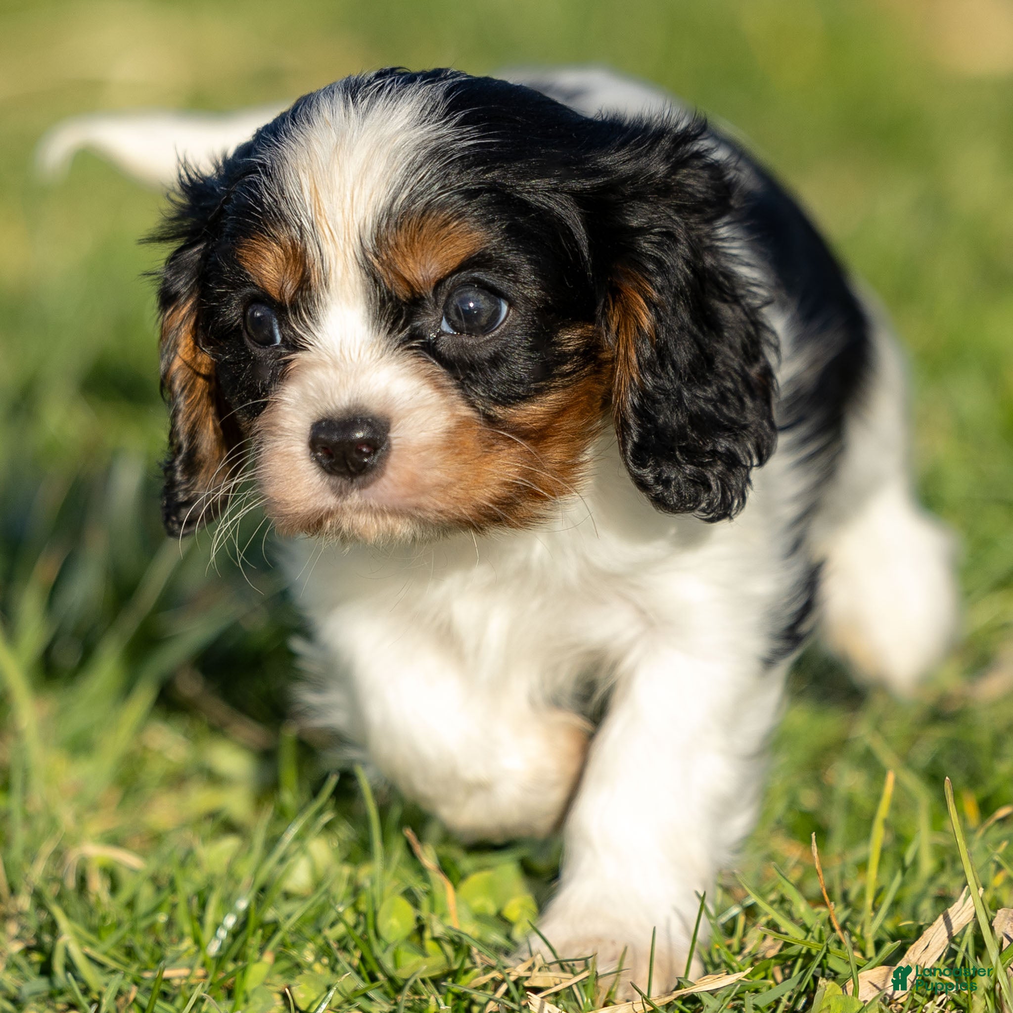 Cavalier King Charles Spaniel dogs Baxter - Ad 20
