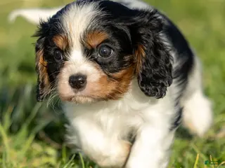 Cavalier King Charles Spaniel dogs Baxter - Ad 42