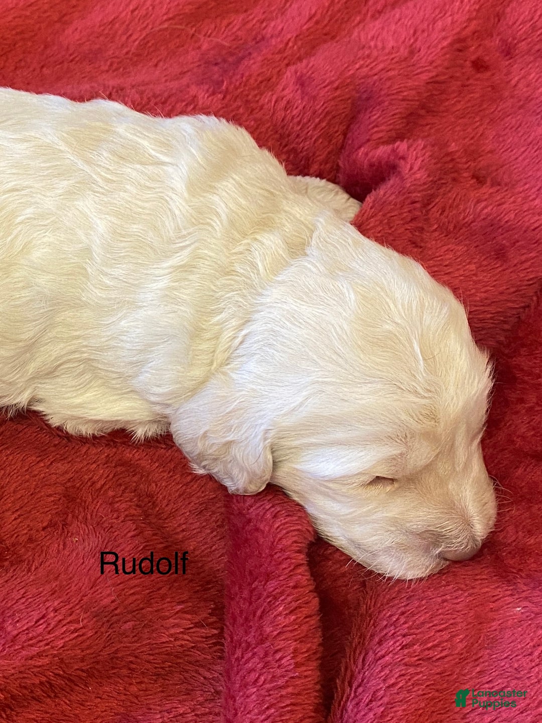 Labradoodle dogs for sale: Snowflake - Ad 25