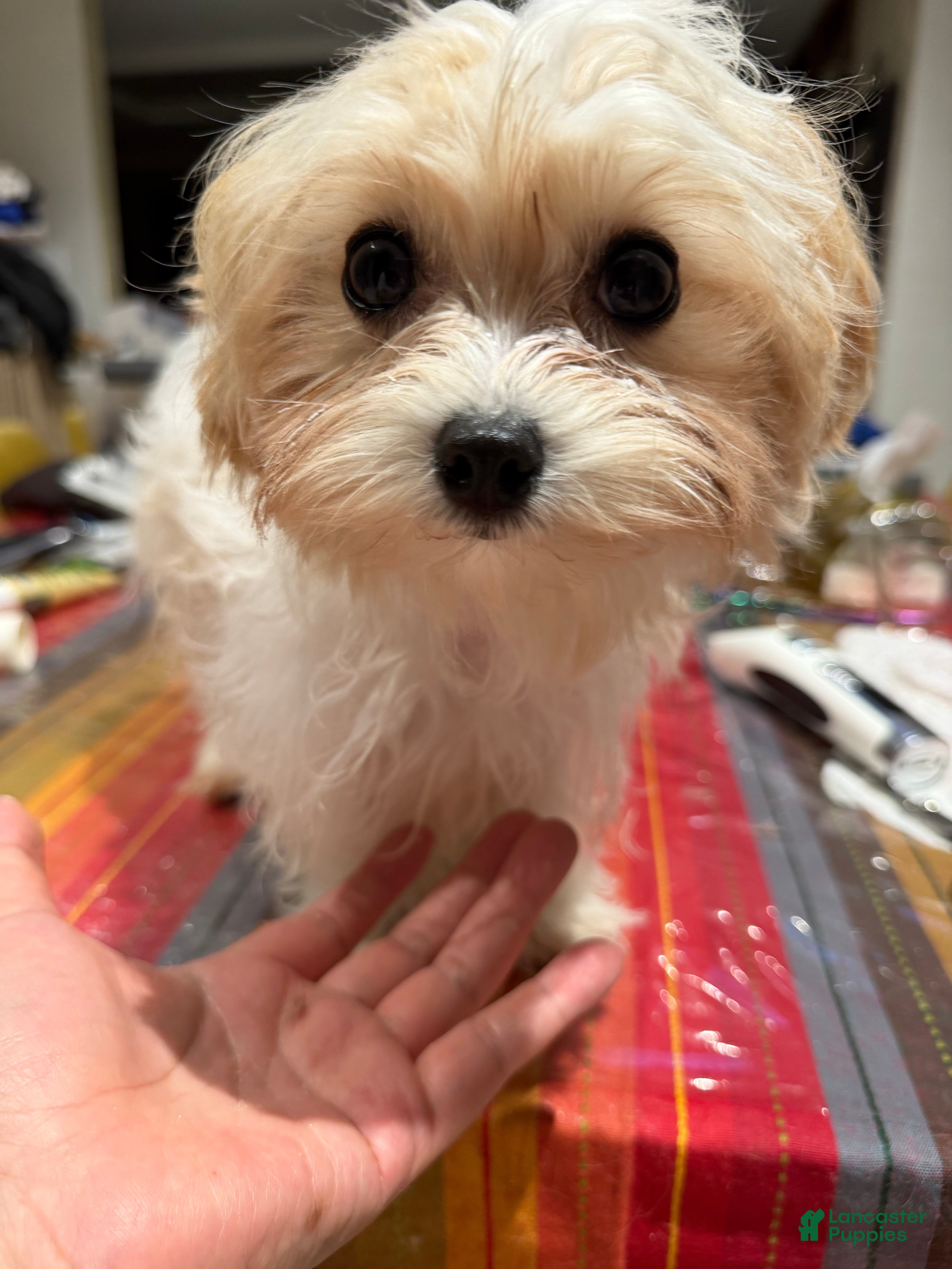 Mixed Breed dogs One - Ad 1