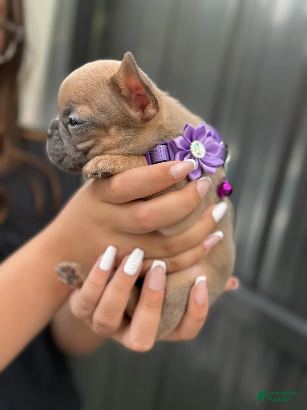 French Bulldog dogs for sale: Athena - Ad 3