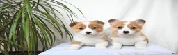 Welsh Corgi Pembroke dogs for sale: Molly - Ad 3