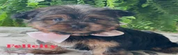 Yorkshire Terrier dogs for sale: Felicity - Ad 4