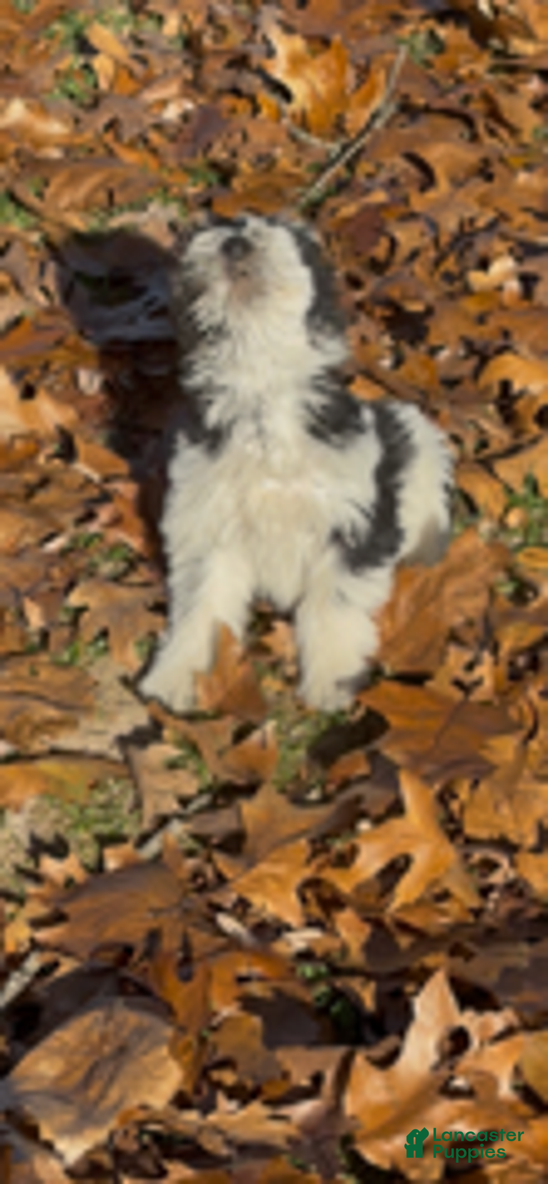 Miniature Schnauzer dogs for sale: Patches - Ad 3