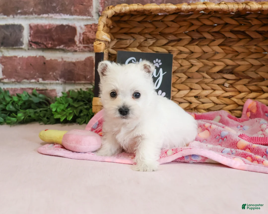 West Highland Terrier dogs for sale: Bonnie - Ad 2