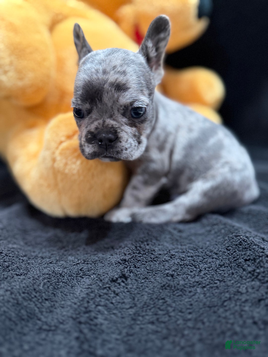French Bulldog dogs for sale: Earl Gray - Ad 6