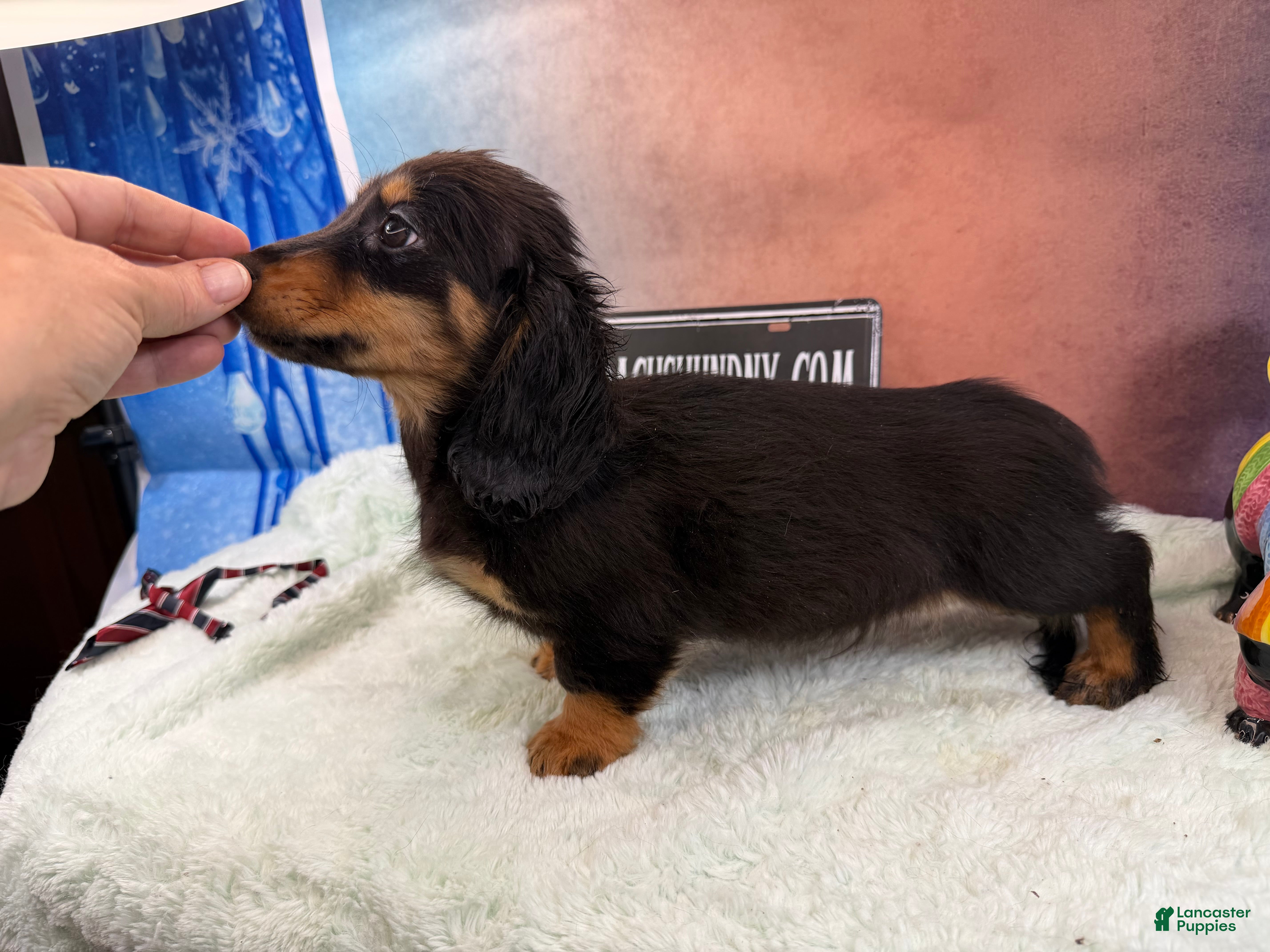 Miniature Dachshund dogs Miniature Dachshund Puppy 2 - Ad 30