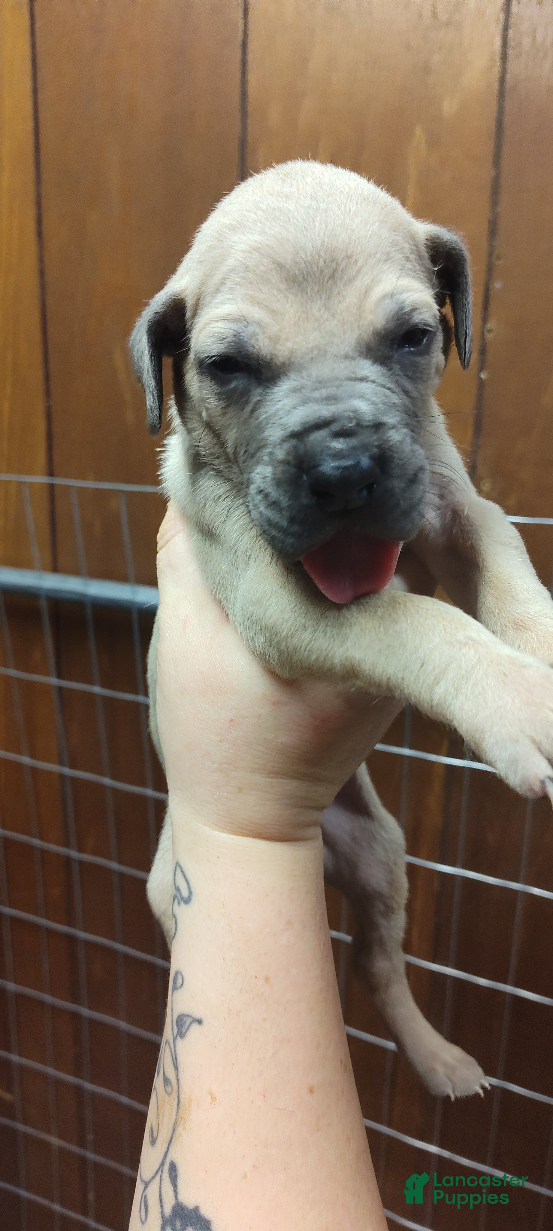 Great Dane dogs Great Dane Puppy 2 - Ad 3