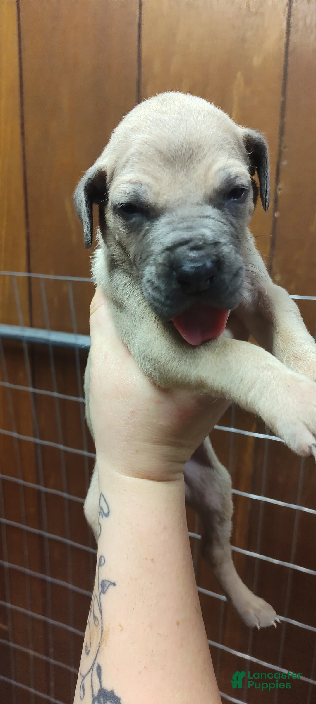 Great Dane dogs for sale: Great Dane Puppy 2 - Ad 1