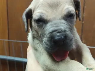 Great Dane dogs Great Dane Puppy 2 - Ad 3