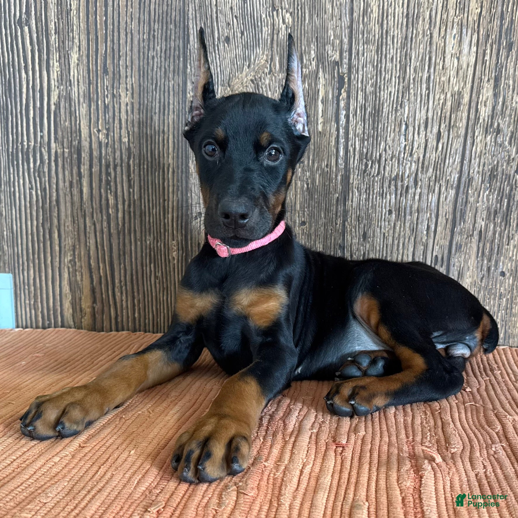 Doberman Pinscher dogs Vanna - Ad 2