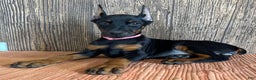 Doberman Pinscher dogs for sale: Vanna - Ad 1