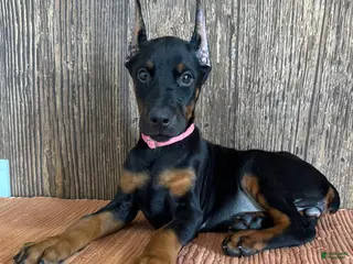 Doberman Pinscher dogs Vanna - Ad 22