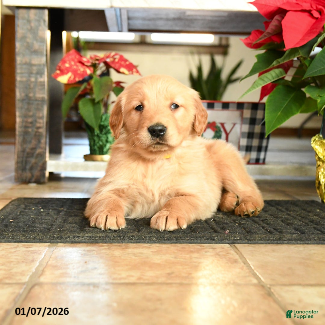 Golden Retriever dogs for sale: Rex - Ad 3