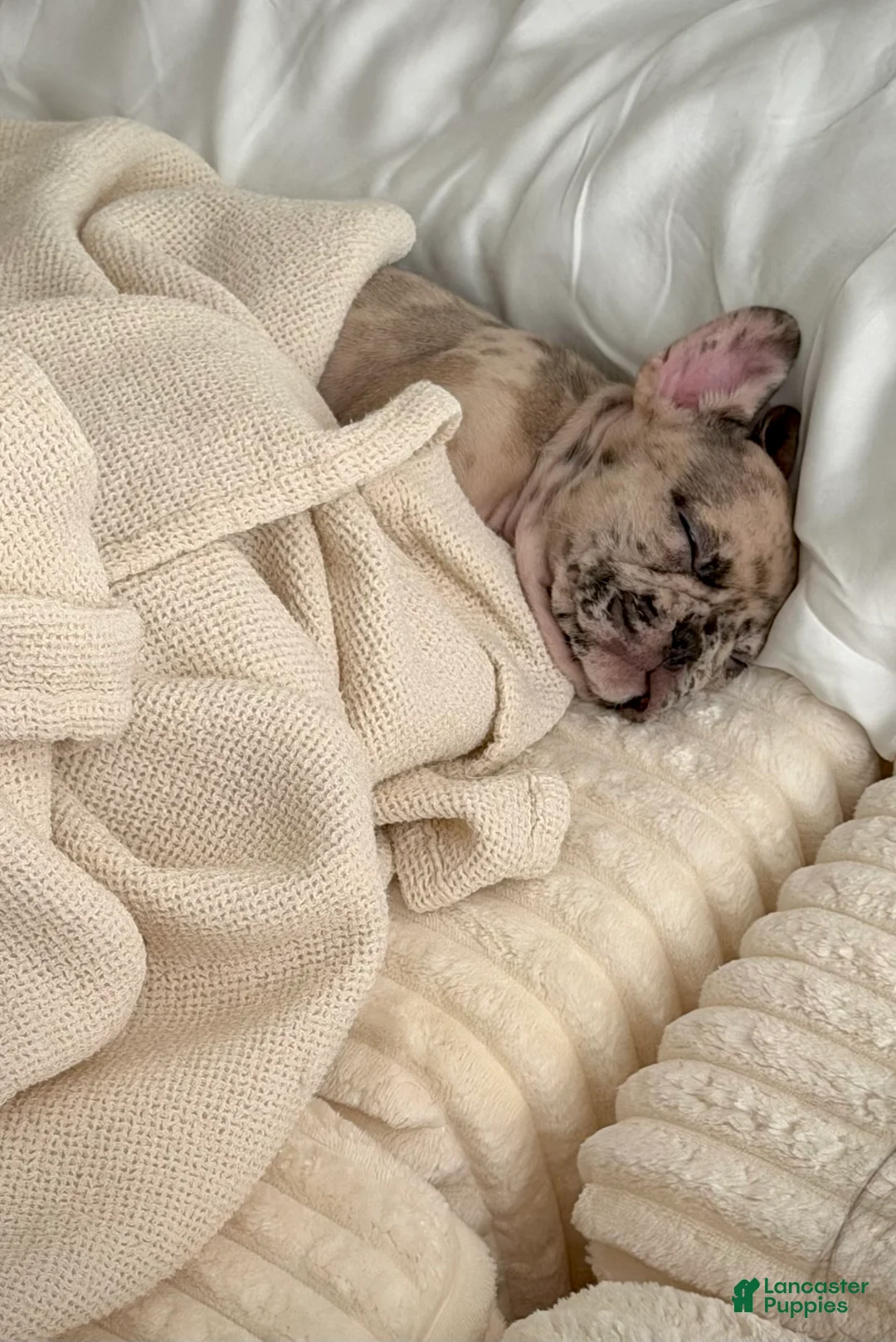 French Bulldog dogs for sale: Patek  - Ad 2