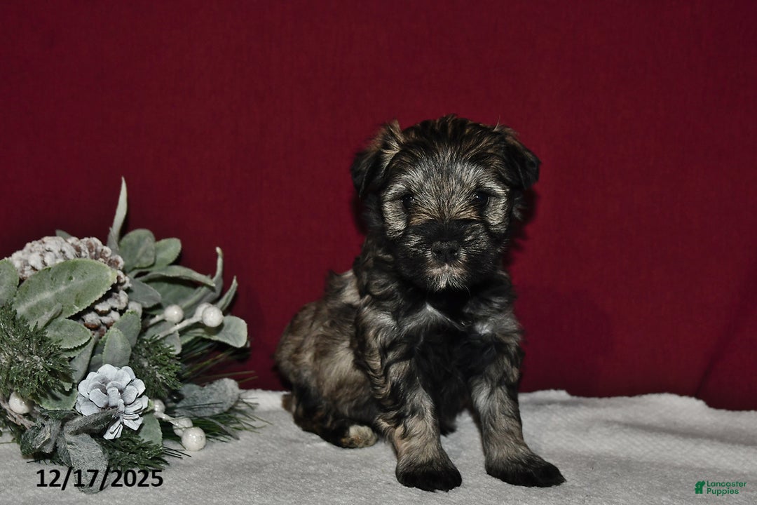 Miniature Schnauzer dogs for sale: Lily - Ad 2