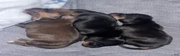 Miniature Dachshund dogs for sale: Miniature Dachshund Puppy 2 - Ad 3