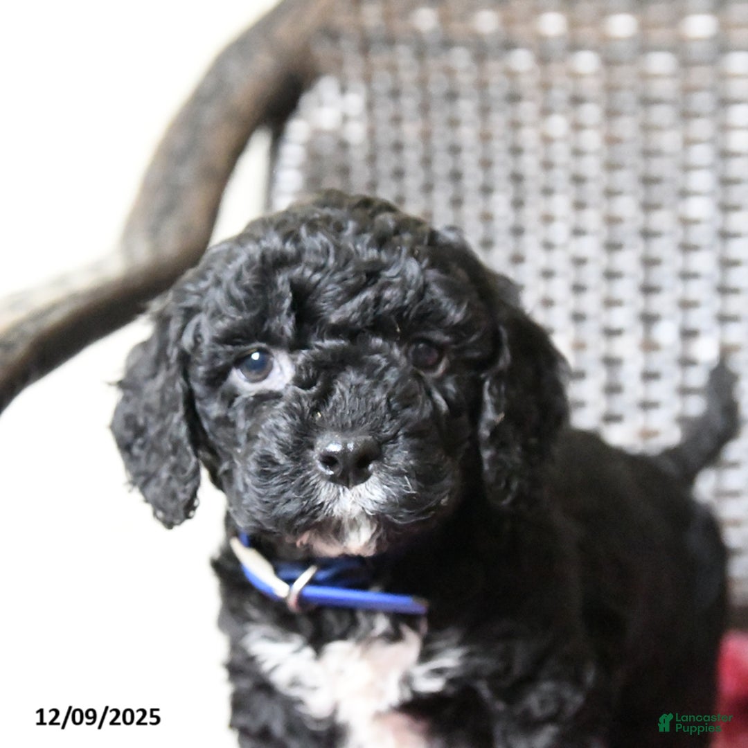 Cockapoo dogs for sale: Millie - Ad 3