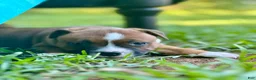 Staffordshire Bull Terrier dogs for sale: Foyt  - Ad 11