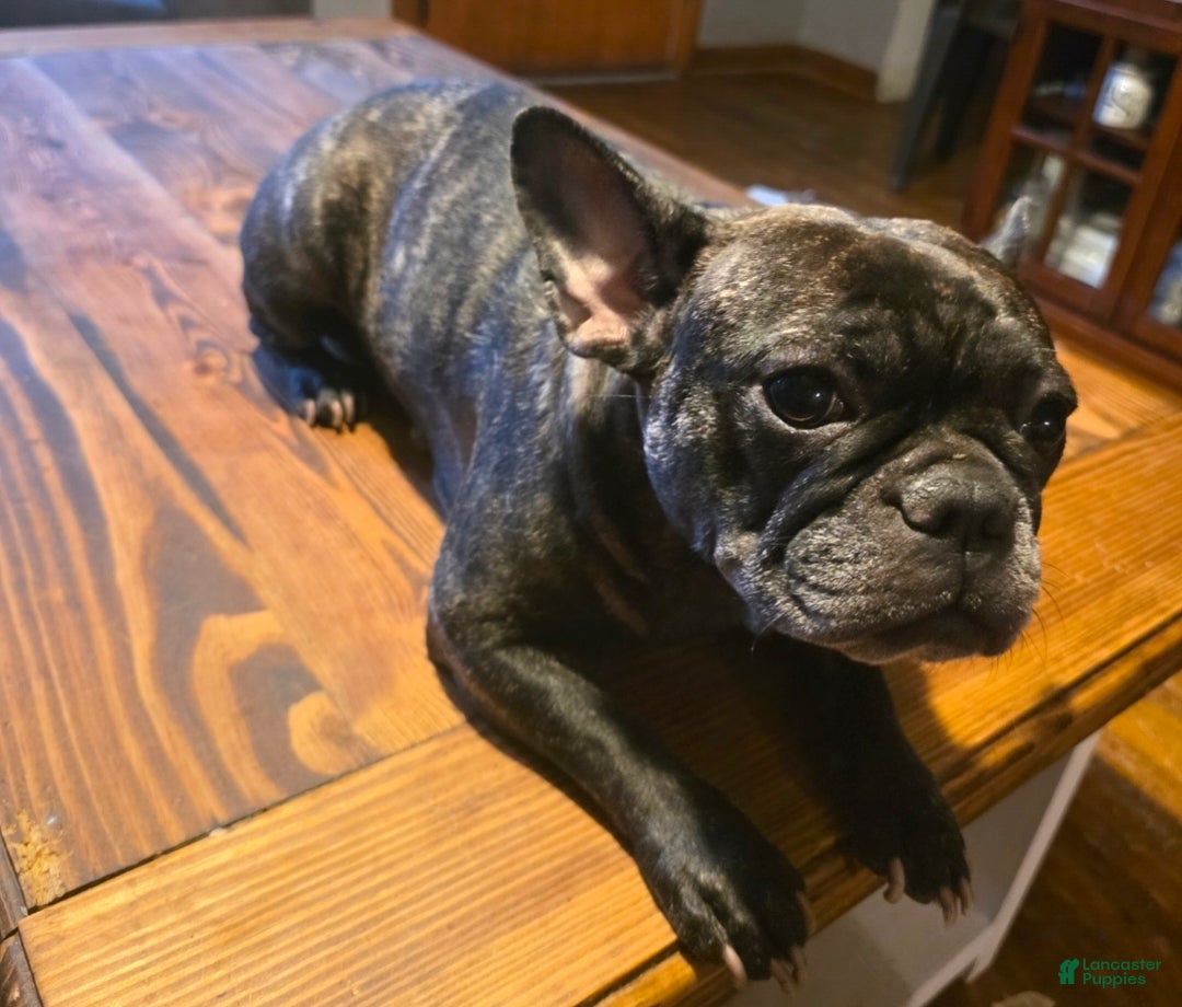 French Bulldog dogs for sale: French Bulldog Puppy 4 - Ad 2
