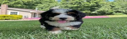 Mini Bernedoodle dogs for sale: Bristol Video ad  - Ad 5