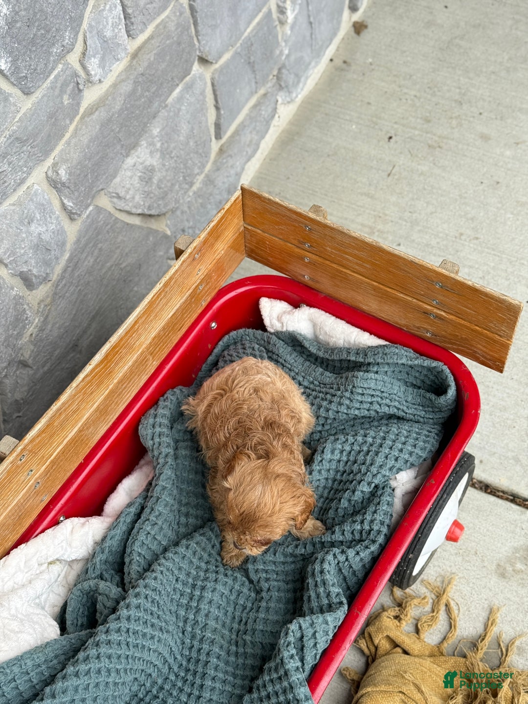 Cavapoo dogs for sale: Ace - Ad 7