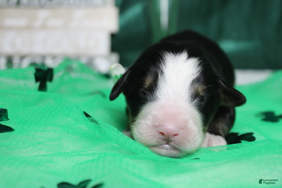 Bernese Mountain Dog dogs for sale: Moose  - Ad 8