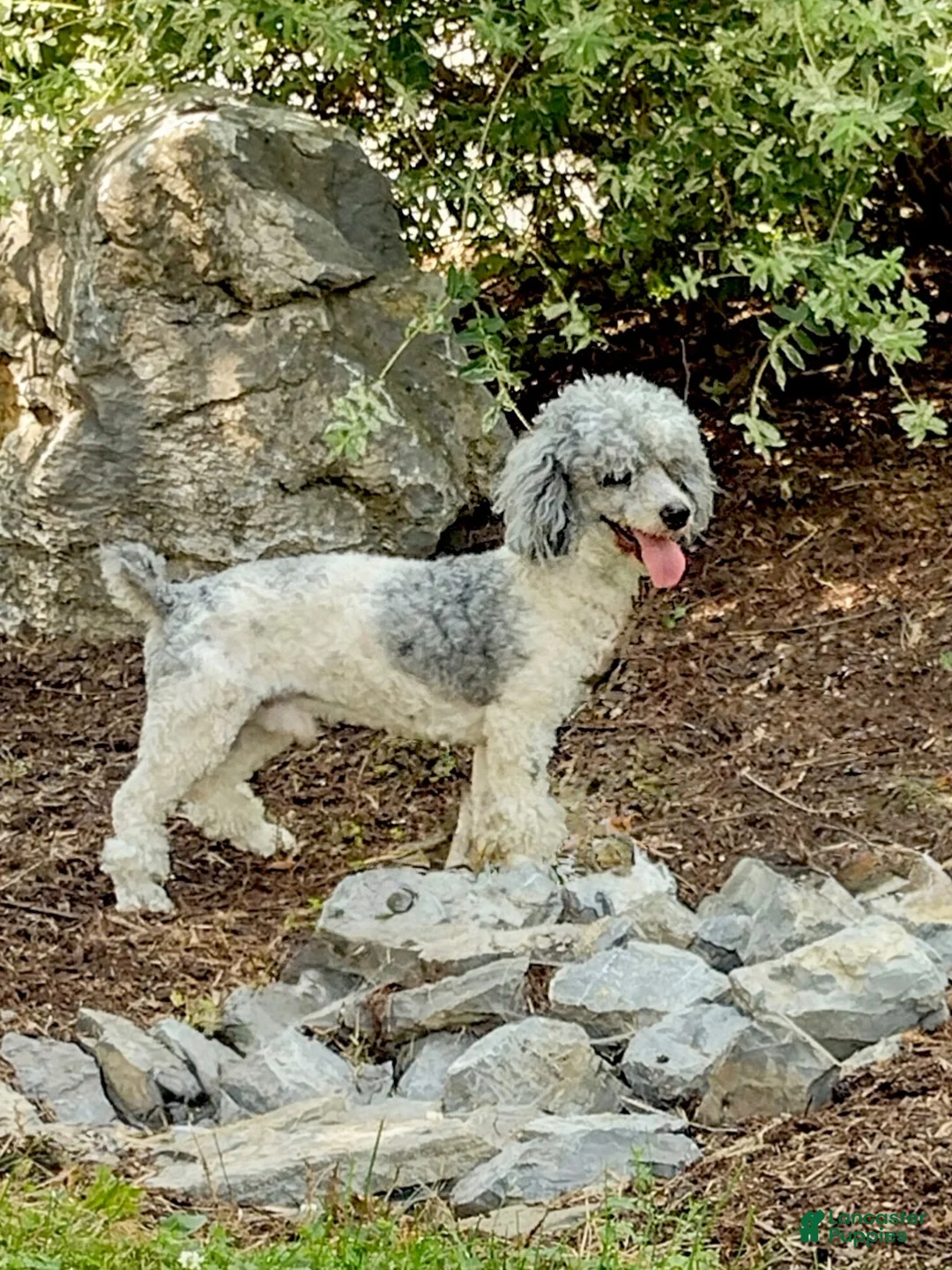 Mini Bernedoodle dogs for sale: Henry-F1b - Ad 10