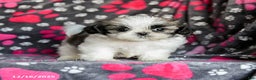 Shih Tzu dogs for sale: Milkyway - Ad 4