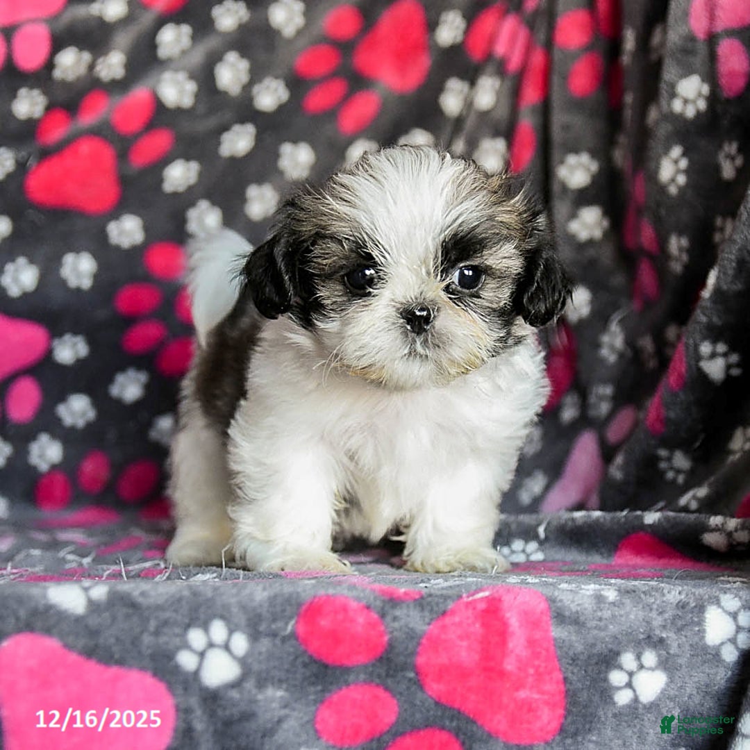 Shih Tzu dogs for sale: Milkyway - Ad 4
