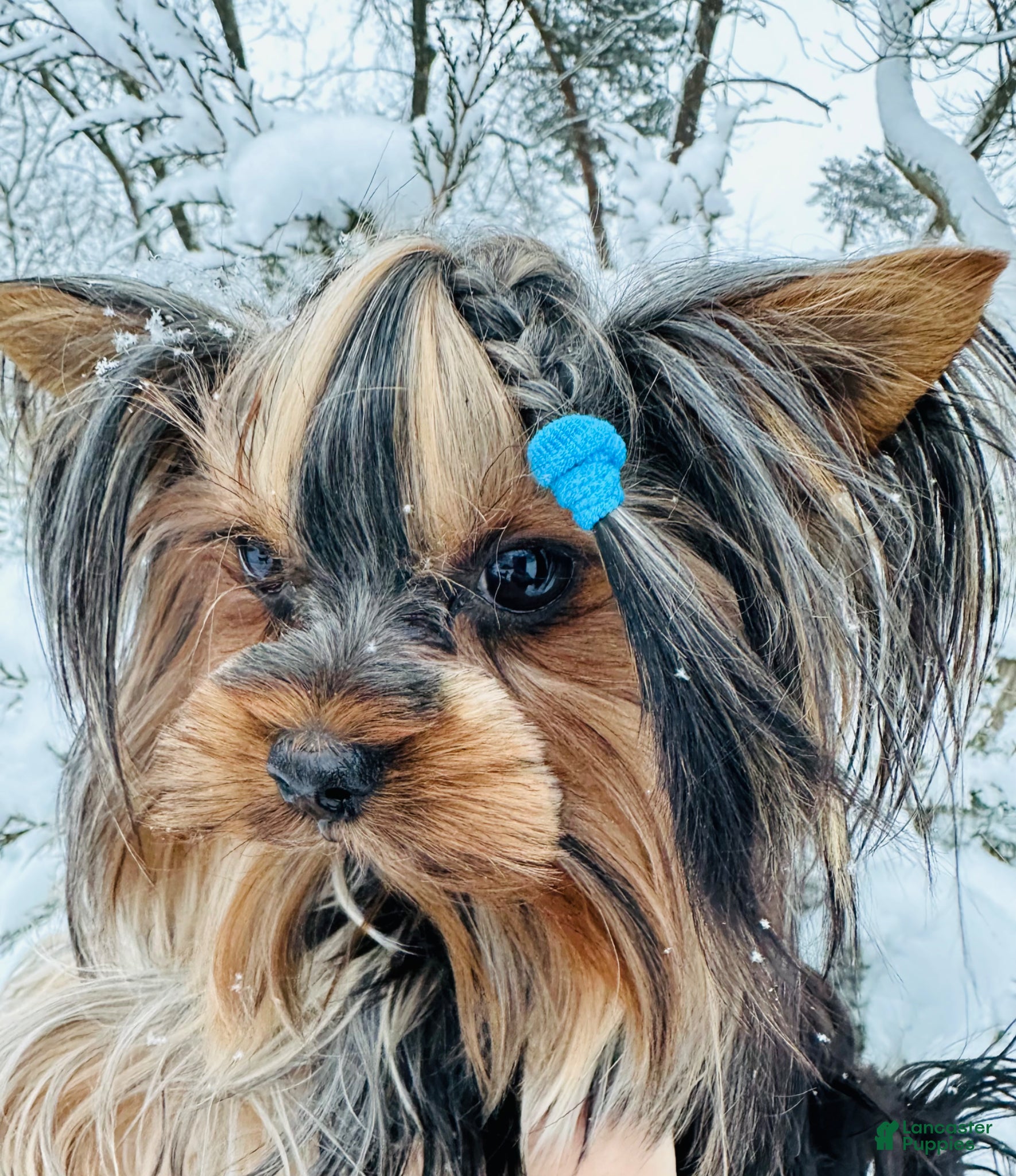 Yorkshire Terrier dogs Yorkshire Terrier Puppy 2 - Ad 28