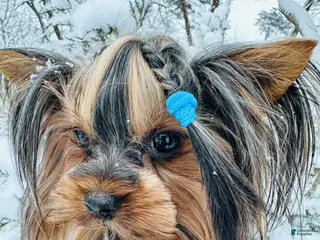 Yorkshire Terrier dogs Yorkshire Terrier Puppy 2 - Ad 28