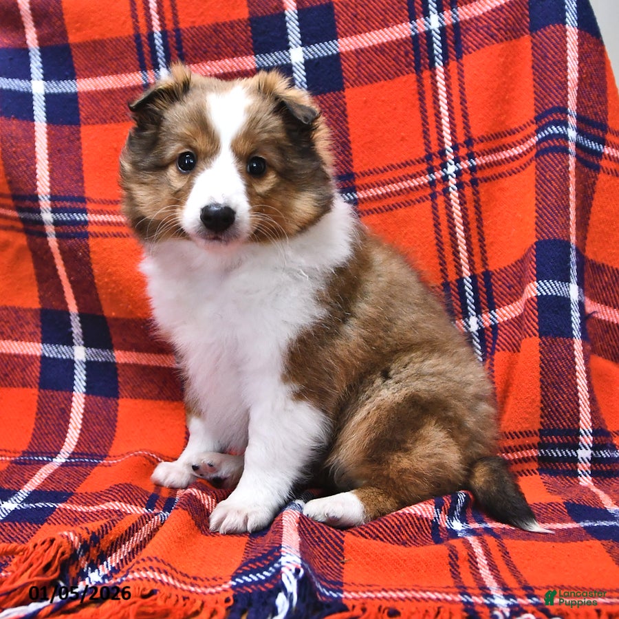 Shetland Sheepdog dogs Miss Carol - Ad 40