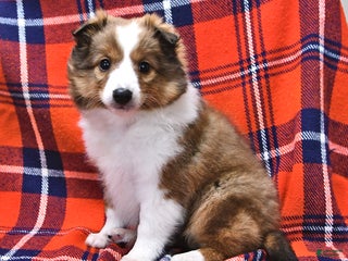 Shetland Sheepdog dogs Miss Carol - Ad 40