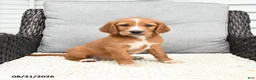 Mixed Breed dogs for sale: Nick  - Ad 1