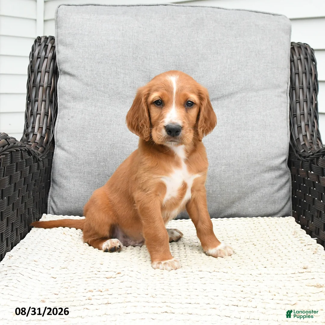 Mixed Breed dogs for sale: Nick  - Ad 1