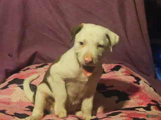 Border Collie dogs Suzy - Ad 30