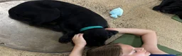 Labrador Retriever dogs for sale: Labrador Retriever 1 - Ad 6