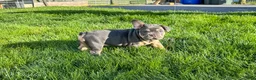 French Bulldog dogs for sale: Knuckles  - Ad 1