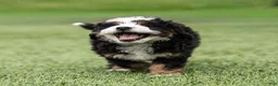 Bernedoodle dogs for sale: Briggs Bernedoodle Puppy  - Ad 8