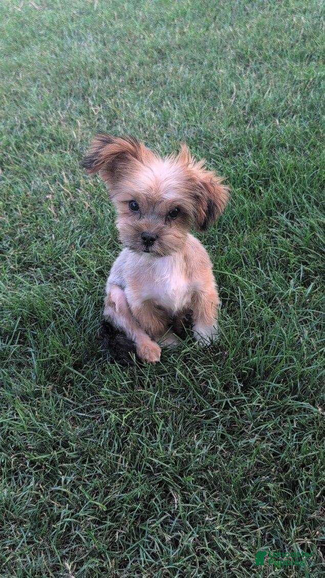 Shorkie dogs RILEY - Ad 2