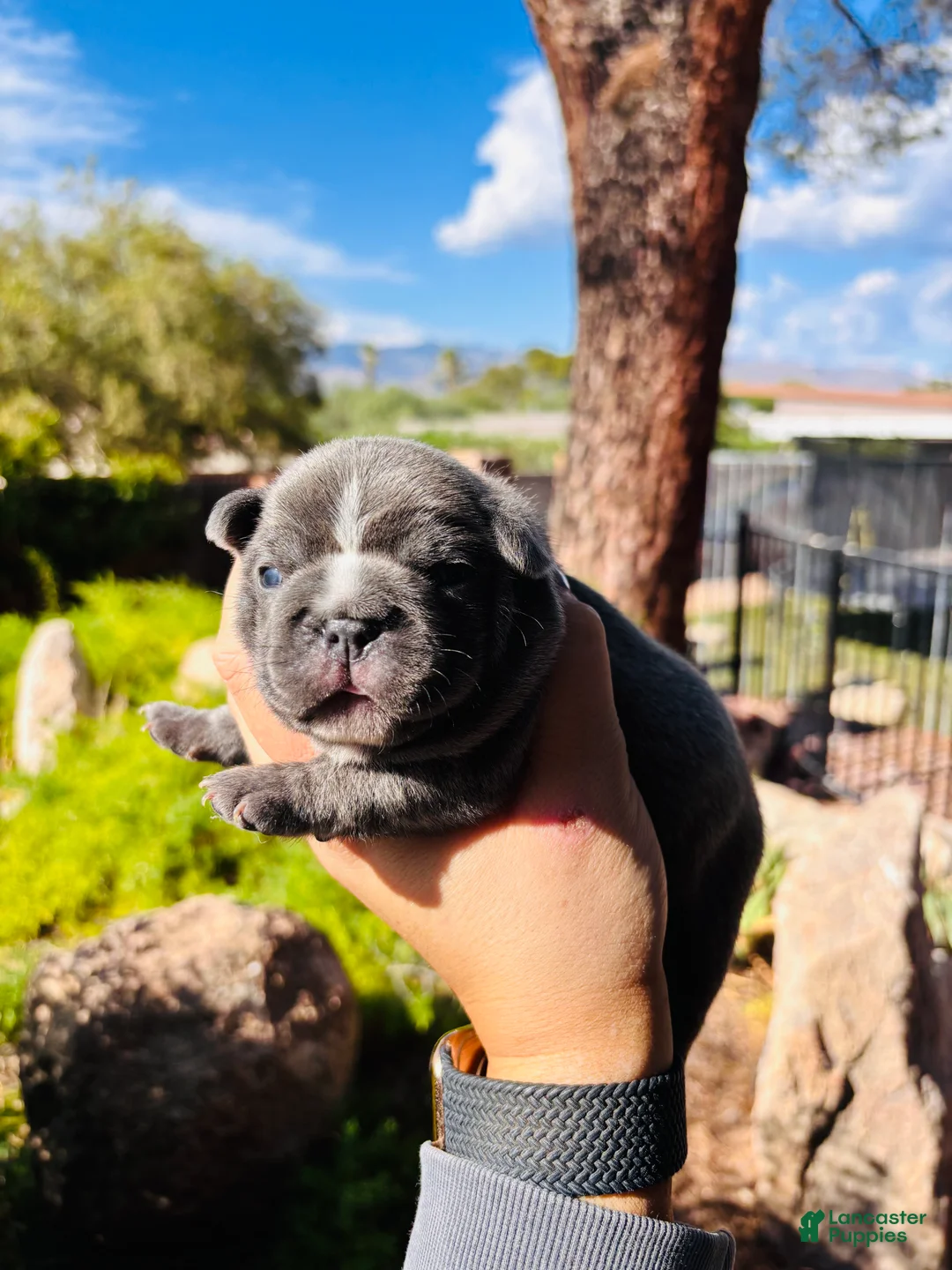 French Bulldog dogs for sale: French Bulldog 1 - Ad 2