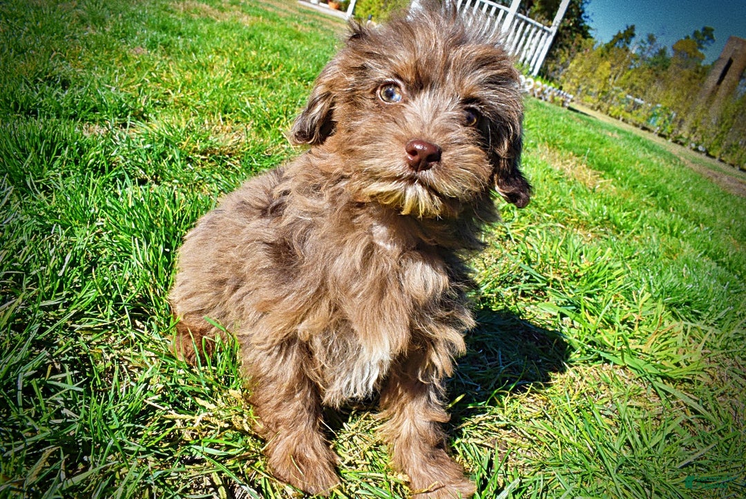 Havapoo dogs for sale: Gracie - Black Friday Sale - Ad 15