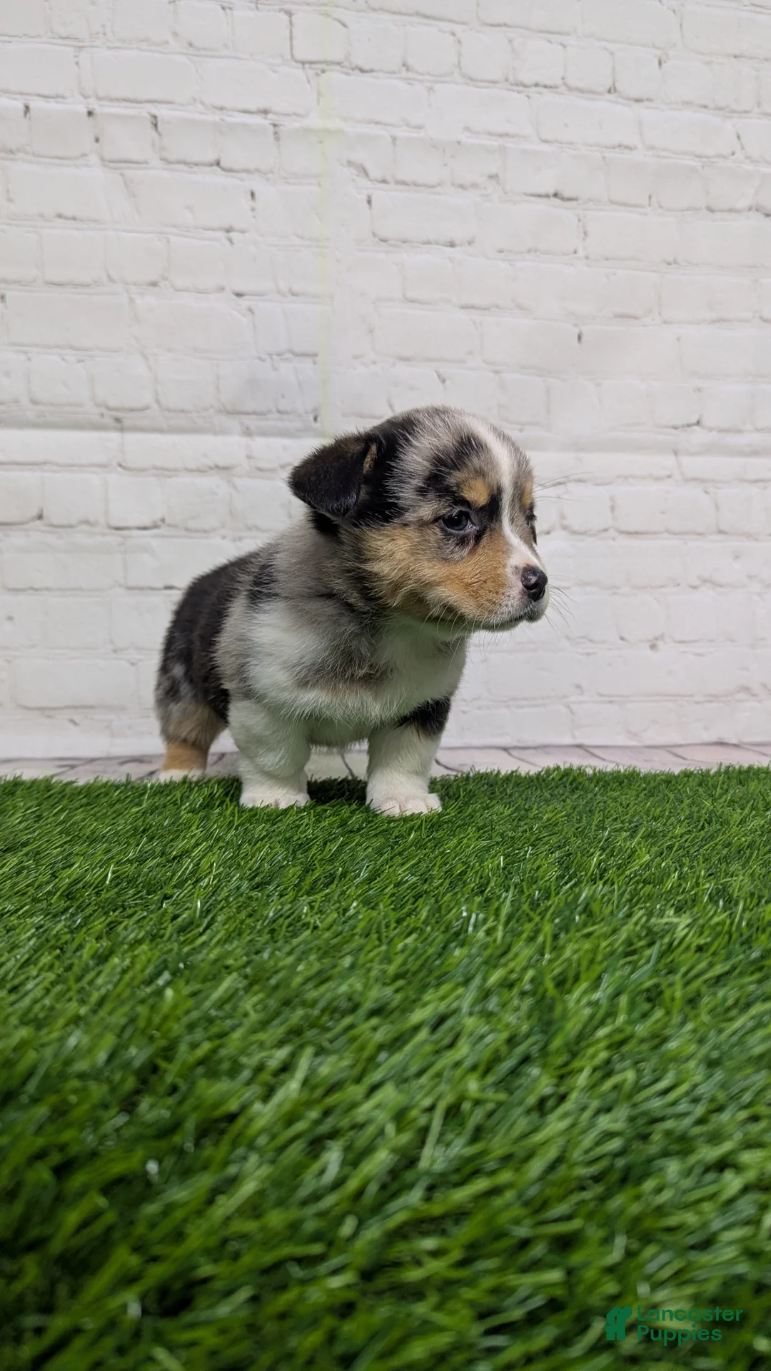 Welsh Corgi Pembroke dogs for sale: Alli - Ad 5