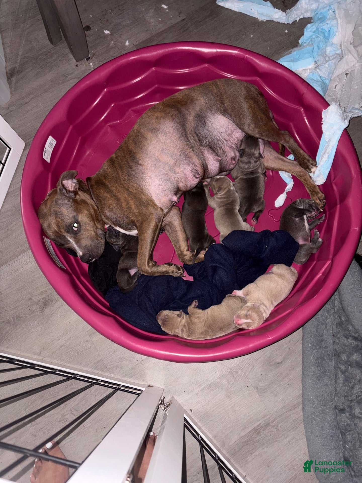 Mixed Breed dogs Simba  - Ad 2