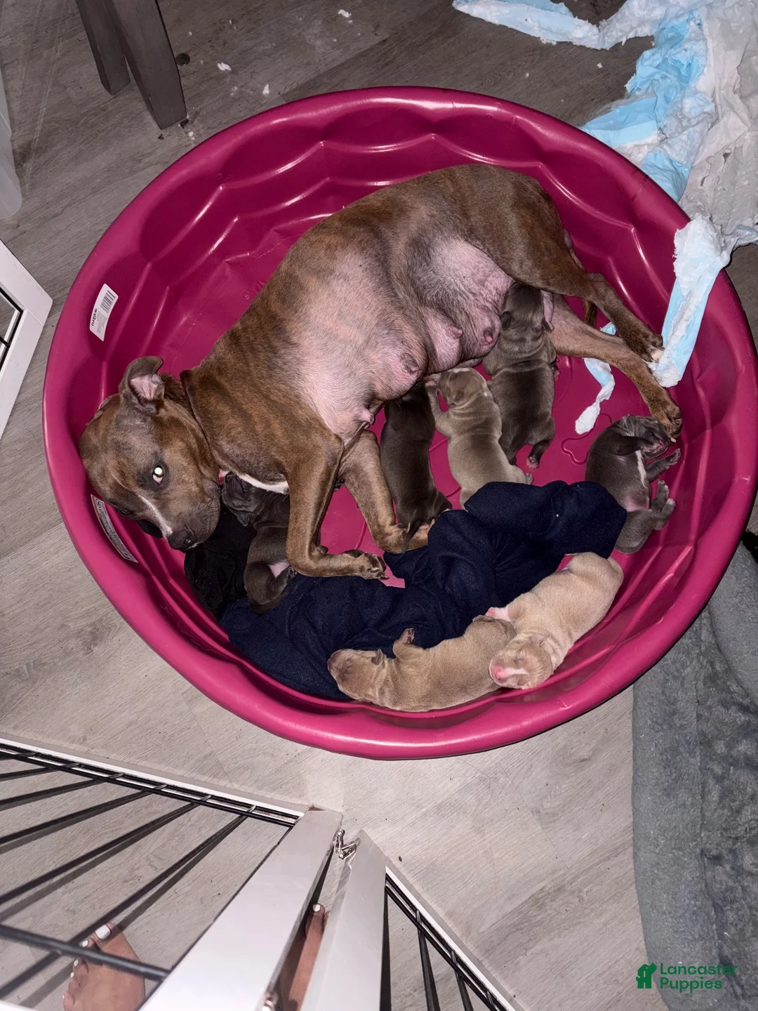 Mixed Breed dogs for sale: Simba  - Ad 2