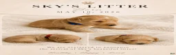 Double Doodle dogs for sale: Purple - Ad 7