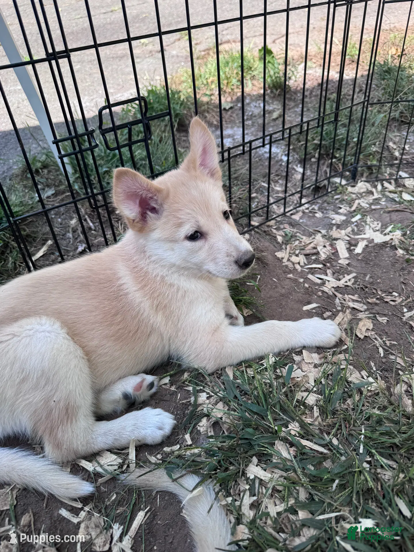 Mixed Breed dogs Teacup - Ad 2